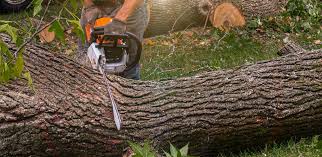 Trusted Bliss Corner, MA Tree Services Experts