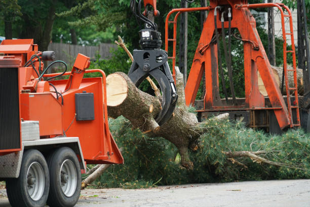 Why Choose Our Tree Removal Services in Bliss Corner, MA?